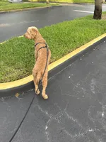Loki , a male Goldendoodle for sale in Plantation, FL – Photo 7 of 9