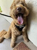 Loki , a male Goldendoodle for sale in Plantation, FL – 5 of 8
