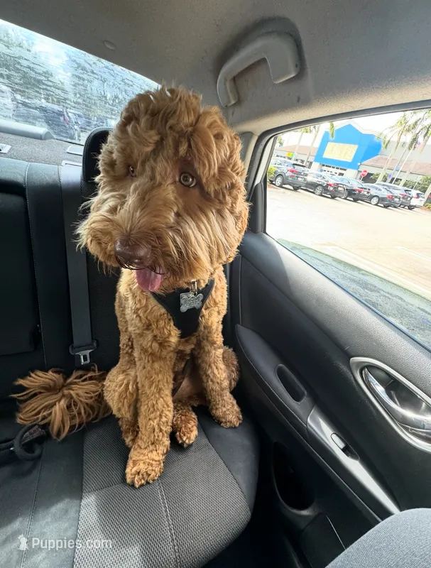 Loki  – Goldendoodle puppy for sale in Plantation, FL