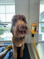 Loki , a male Goldendoodle for sale in Plantation, FL – 7 of 8
