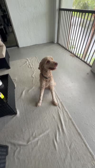 Loki , a male Goldendoodle for sale in Plantation, FL – 8 of 8