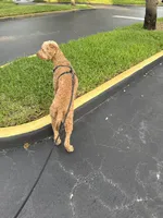 Loki , a male Goldendoodle for sale in Plantation, FL – 4 of 8