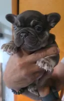 Francesca , a female French Bulldog for sale in Council Bluffs, IA – 2 of 2