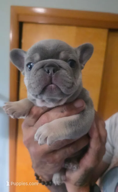 Simon – French Bulldog puppy for sale in Council Bluffs, IA