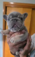 Simon, a male French Bulldog for sale in Council Bluffs, IA – 1 of 1