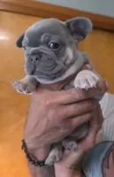 Benedict , a male French Bulldog for sale in Council Bluffs, IA – 1 of 1