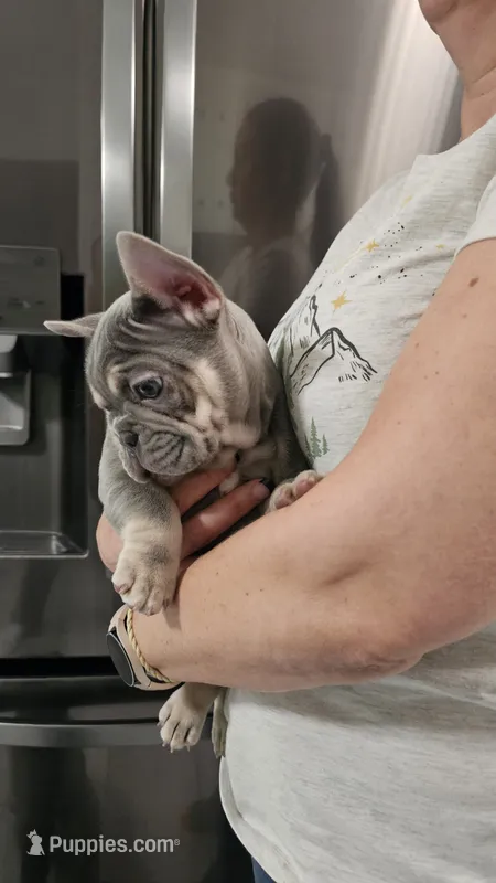 Eloise  – French Bulldog puppy on hold in Council Bluffs, IA