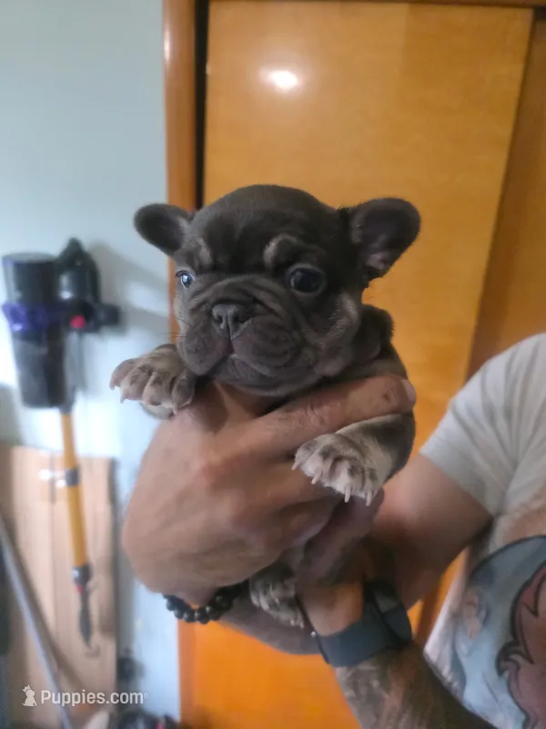 Francesca  – French Bulldog puppy for sale in Council Bluffs, IA
