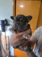 Francesca , a female French Bulldog for sale in Council Bluffs, IA – 1 of 2