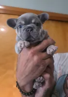 Eloise , a female French Bulldog for sale in Council Bluffs, IA – 1 of 1