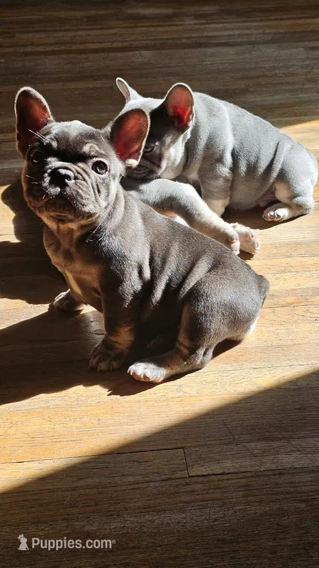 Francesca  – French Bulldog puppy for sale in Council Bluffs, IA