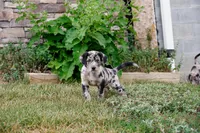 Boone , a male Border Collie and Labrador Retriever for sale in Hiddenite, NC – 2 of 2