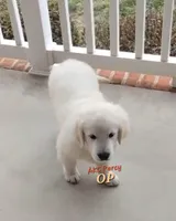 Percy, a male English Cream Golden Retriever for sale in Hiddenite, NC – Photo 1 of 2