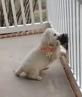 Percy, a male English Cream Golden Retriever for sale in Hiddenite, NC – Photo 2 of 2