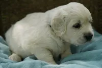 Rylan, a male English Cream Golden Retriever for sale in Hiddenite, NC – 2 of 3