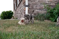 Bandit, a male Border Collie and Labrador Retriever for sale in Hiddenite, NC – 2 of 2
