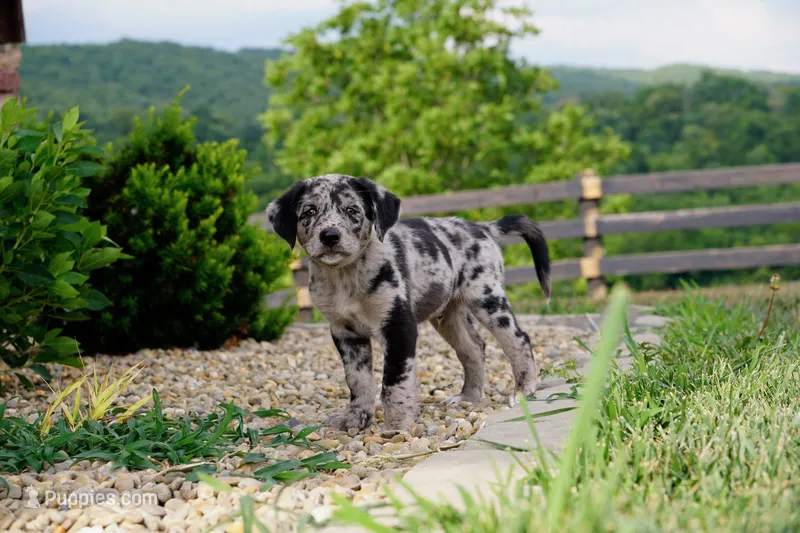 Boone  – Border Collie, Labrador Retriever puppy for sale in Hiddenite, NC