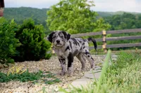 Boone , a male Border Collie and Labrador Retriever for sale in Hiddenite, NC – 1 of 2
