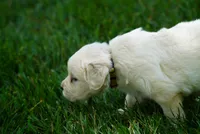 Roxy, a female English Cream Golden Retriever for sale in Hiddenite, NC – 2 of 3