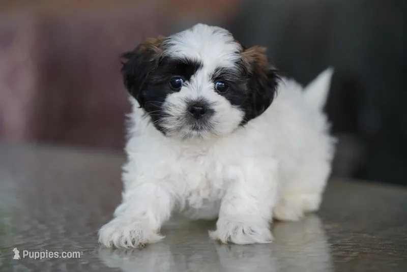 Sarge – Shih Tzu puppy for sale in Hiddenite, NC