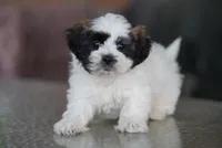 Sarge, a male Shih Tzu for sale in Hiddenite, NC – 1 of 5