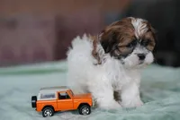Stetson, a male Shih Tzu for sale in Hiddenite, NC – 3 of 4