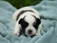 Sarge, a male Shih Tzu for sale in Hiddenite, NC – 1 of 2