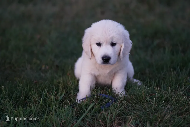 Rylan – English Cream Golden Retriever puppy for sale in Hiddenite, NC
