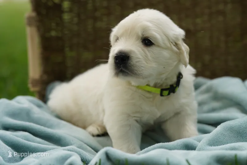 Robin – English Cream Golden Retriever puppy for sale in Hiddenite, NC