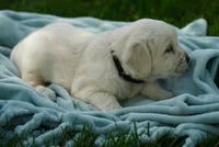 Roman, a male English Cream Golden Retriever for sale in Hiddenite, NC – 3 of 3