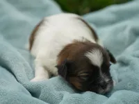 Scout, a male Shih Tzu for sale in Hiddenite, NC – 2 of 2