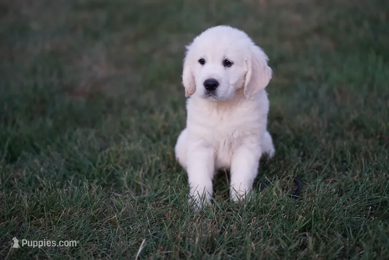 Roman – English Cream Golden Retriever puppy for sale in Hiddenite, NC