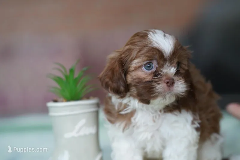 Simon – Shih Tzu puppy for sale in Hiddenite, NC