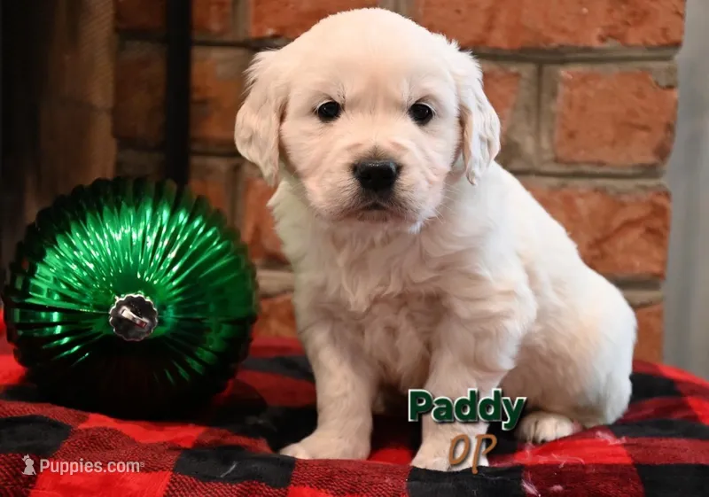Paddy