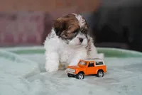 Stetson, a male Shih Tzu for sale in Hiddenite, NC – 2 of 4