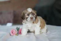 Sage, a female Shih Tzu for sale in Hiddenite, NC – 3 of 7