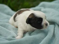 Sarge, a male Shih Tzu for sale in Hiddenite, NC – 2 of 2