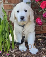 Queenie, a female English Cream Golden Retriever for sale in Hiddenite, NC – 6 of 6