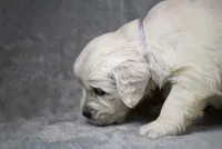 Queenie, a female English Cream Golden Retriever for sale in Hiddenite, NC – Photo 3 of 4