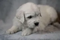 Queenie, a female English Cream Golden Retriever for sale in Hiddenite, NC – Photo 2 of 4