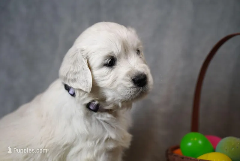 Queenie – English Cream Golden Retriever puppy for sale in Hiddenite, NC
