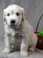 Queenie, a female English Cream Golden Retriever for sale in Hiddenite, NC – Photo 4 of 4