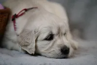 Quilla, a female English Cream Golden Retriever for sale in Hiddenite, NC – Photo 2 of 4