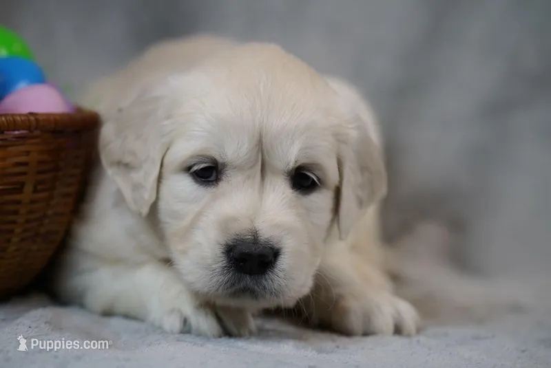 Quilla – English Cream Golden Retriever puppy for sale in Hiddenite, NC