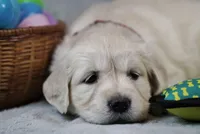 Quilla, a female English Cream Golden Retriever for sale in Hiddenite, NC – Photo 3 of 4