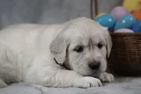 Quilla, a female English Cream Golden Retriever for sale in Hiddenite, NC – Photo 4 of 4
