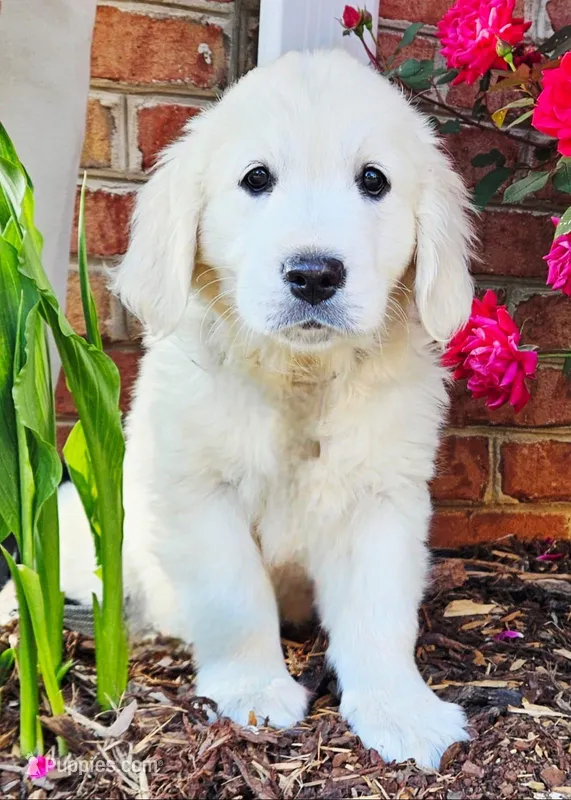 Queenie – English Cream Golden Retriever puppy for sale in Hiddenite, NC