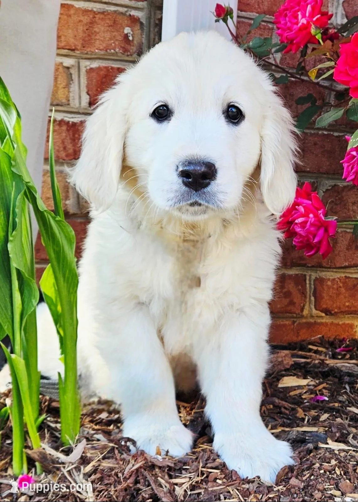 Queenie, a female English Cream Golden Retriever for sale in Hiddenite, NC – 1 of 6