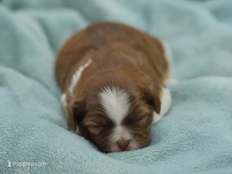 Simon – Shih Tzu puppy for sale in Hiddenite, NC