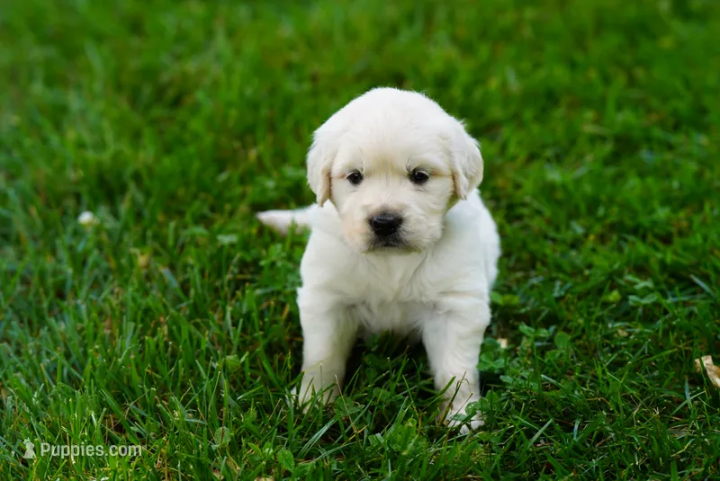 Roxy – English Cream Golden Retriever puppy for sale in Hiddenite, NC